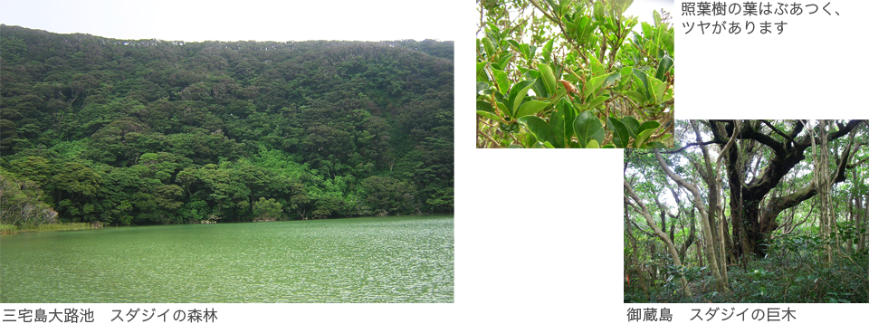 大路池の周辺に広がる、ブロッコリーを集めたような形のスダジイの森林風景。スダジイの様な照葉樹の葉は、ぶあつくてツヤがあります。