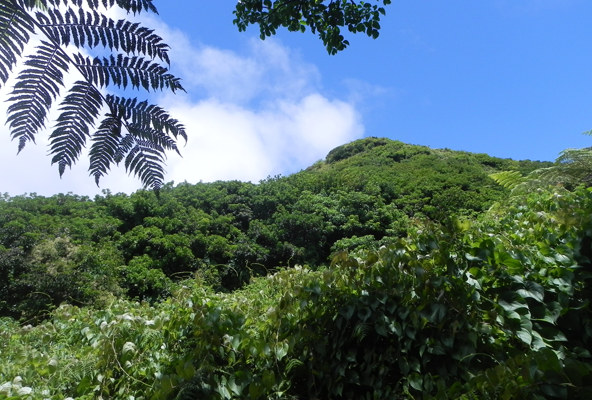 母島の石門山付近には、強い日差しに照らされ、シダ植物などが茂る、鬱蒼とした森林風景が広がっています。