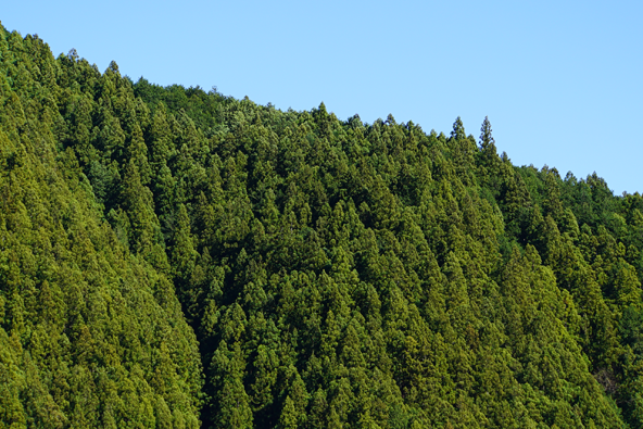 スギやヒノキの針葉樹林風景。空に向かって、鉛筆の様にとがった形の木々が伸びています。