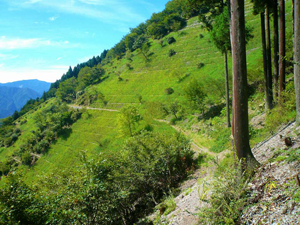 緑化された山の斜面の写真
