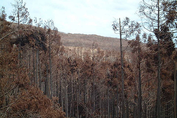 05_火山性ガス森林被害の写真