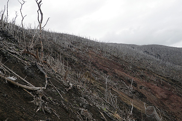 06_金曽森林被害状況の写真
