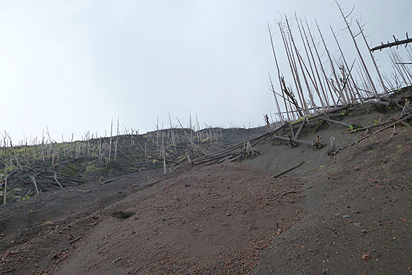 07_金曽森林被害状況の写真
