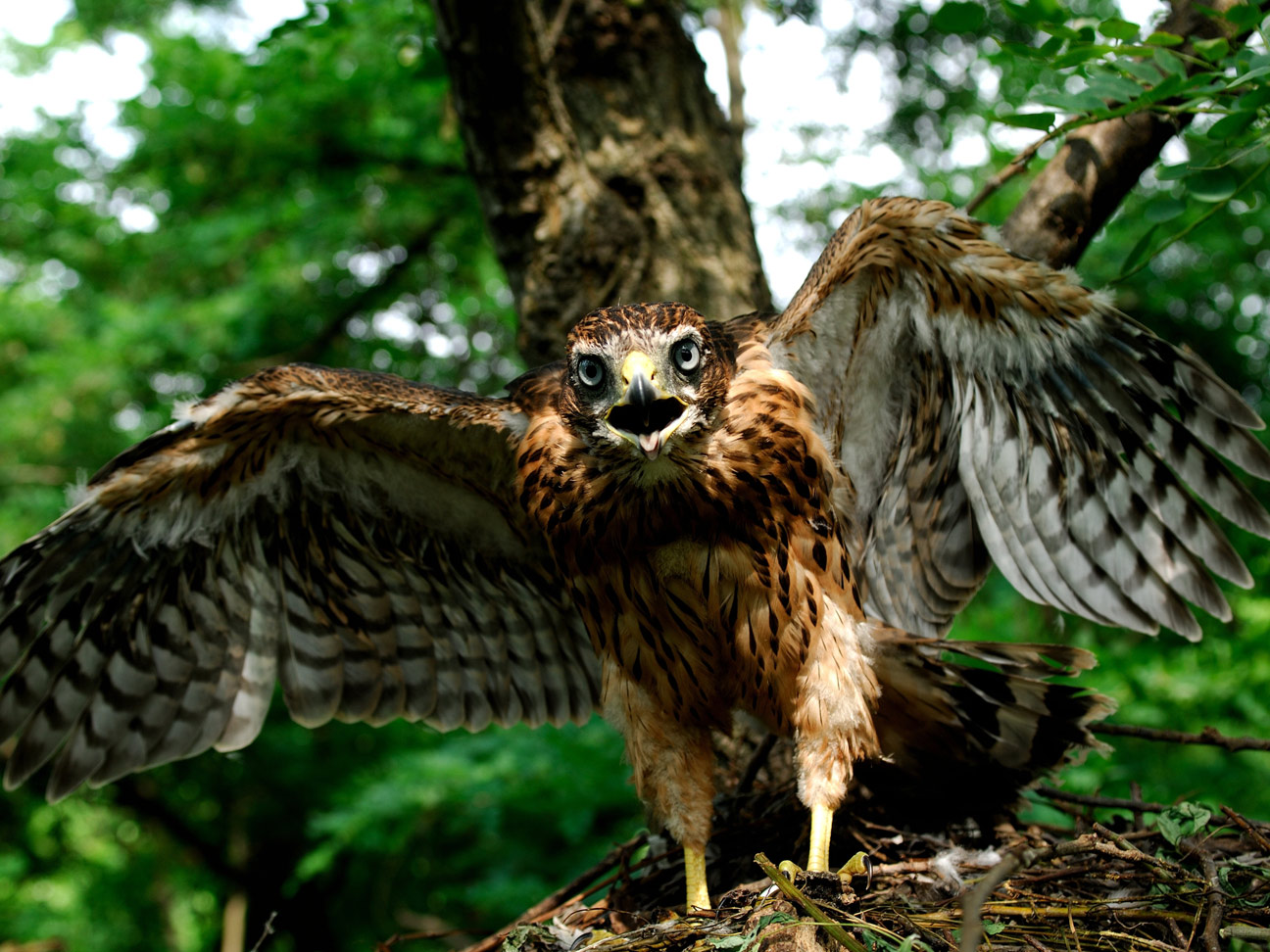 木の上の巣から、羽を広げて飛び立とうとするオオタカの写真