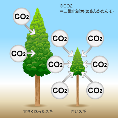 大きくなったスギと若いスギの、二酸化炭素吸収量比較図