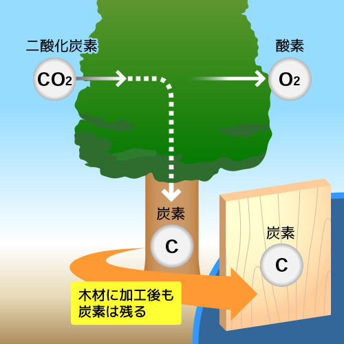 木の光合成と、木材に加工後もたくわえられた炭素がのこることを図解したイラスト
