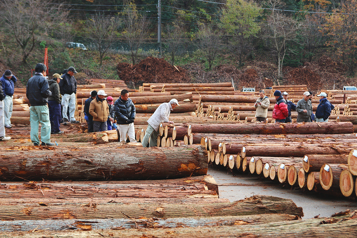 多摩木材センターでは、３～４ｍほどの丸太の山が一面に並べられ、数十人の製材業者が参加して競りが行われています。