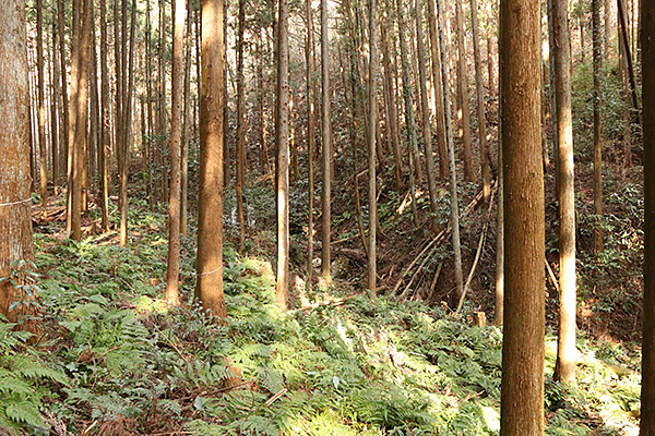 森林の写真3